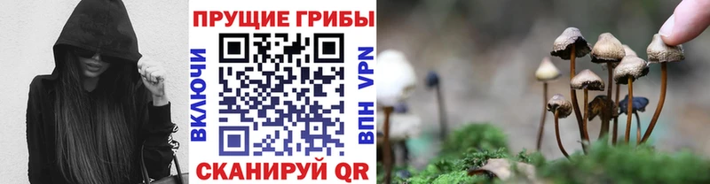 Галлюциногенные грибы Psilocybe  Жиздра 